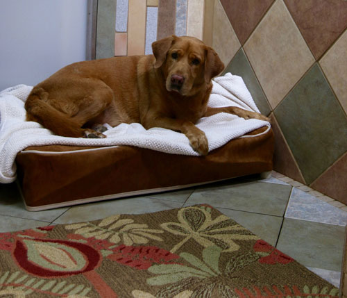 Dog Boarding A Stay In The Country Pet Lodge Training Center